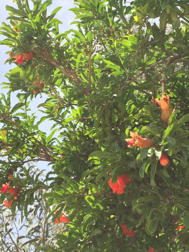 pomegranate blossoms
