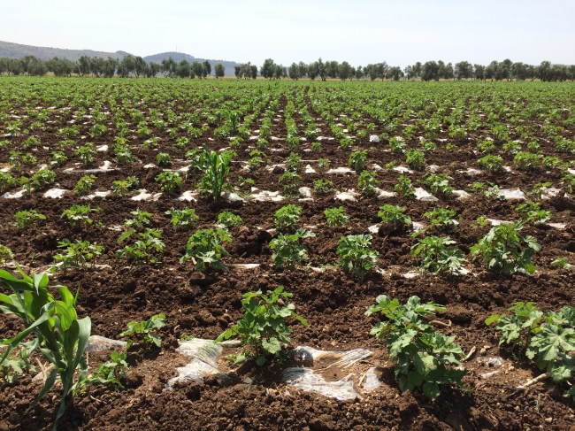 Fields of okra